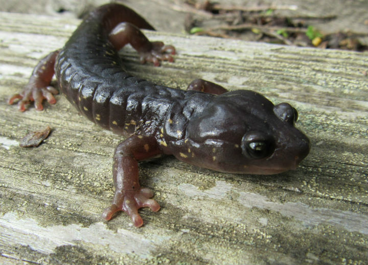 Arboreal Salamander